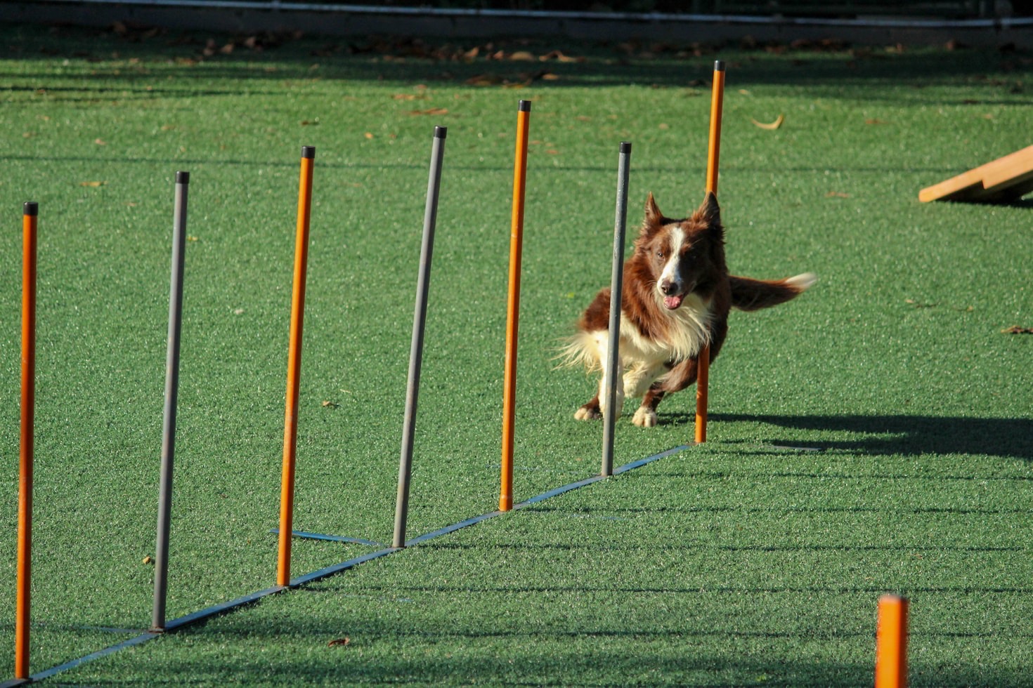 The Psychology Behind Dog Reactivity