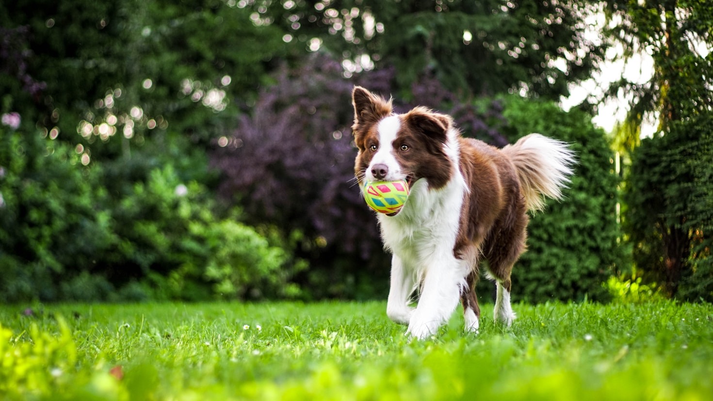 Understanding Triggers in Reactive Dogs