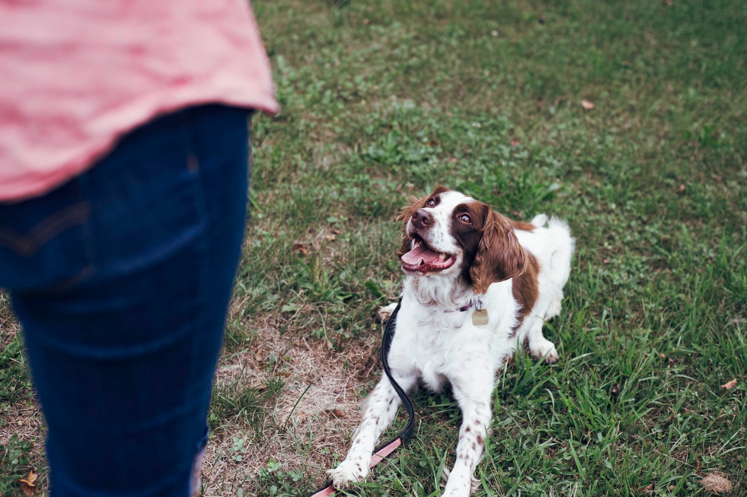 The Role of Patience in Reactive Dog Care